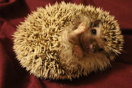 African Pygmy Hedgehog