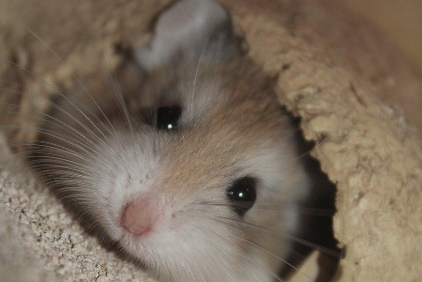 Gerbil under and umbrella