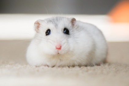 Hamster