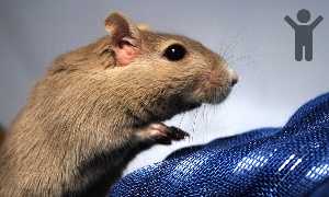 Mongolian Gerbil