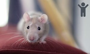 Escaped rodent