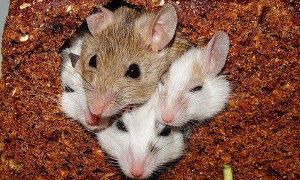 Mouse Group