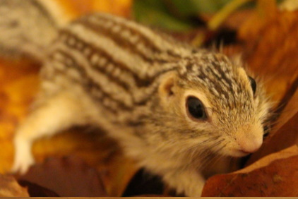 Thirteen-lined Ground Squirrel