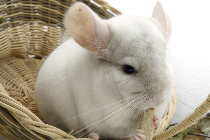 Chinchillas