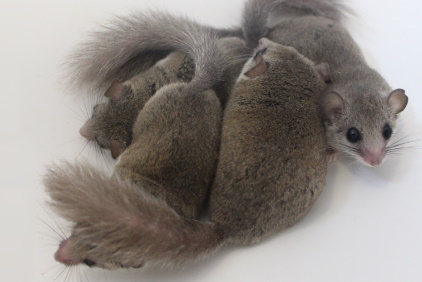 African Pygmy Dormice