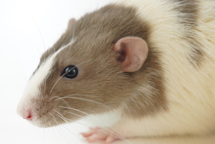 Fancy rat