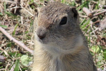 Richardsons Ground Squirrel