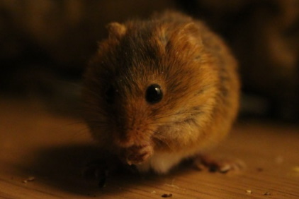 Harvest Mouse
