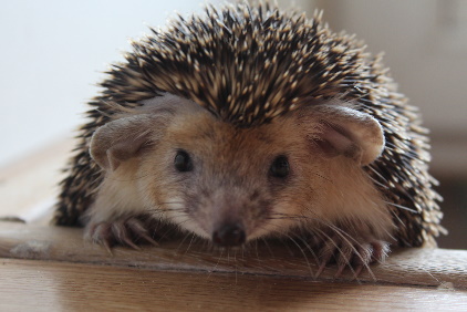 Long-eared Hedgehog