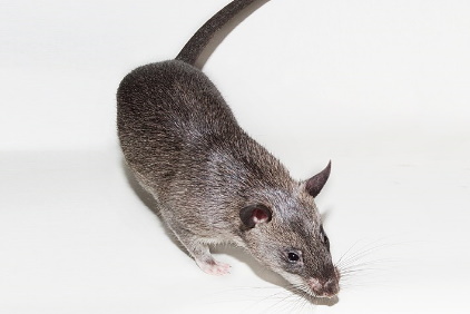 Pouched Rat