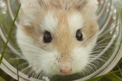 Roborovski Hamster