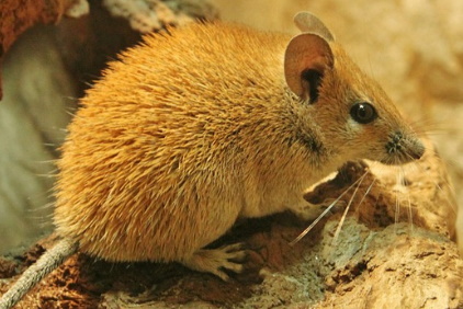 Spiny Mouse