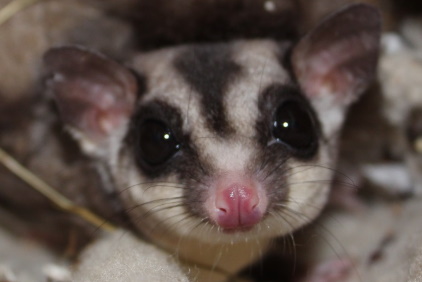 Sugar Glider