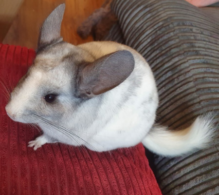 Chinchilla