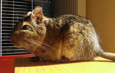 Degu