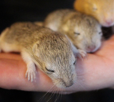 Mongolian Gerbil pups