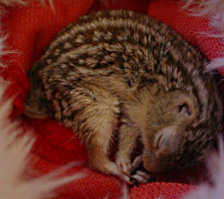 13-lined Ground Squirrel