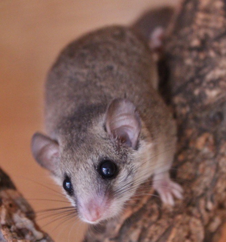 African Pygmy Dormouse
