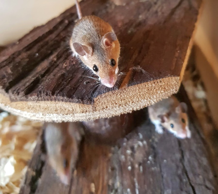 African Pygmy Mice