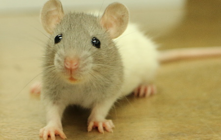 Pet Fancy Rat