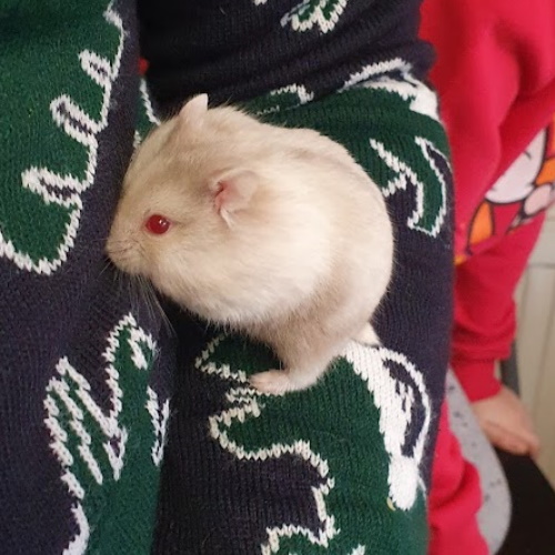 rescue dwarf hamster