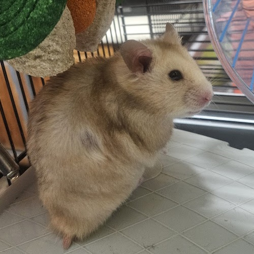 rescue syrian hamster