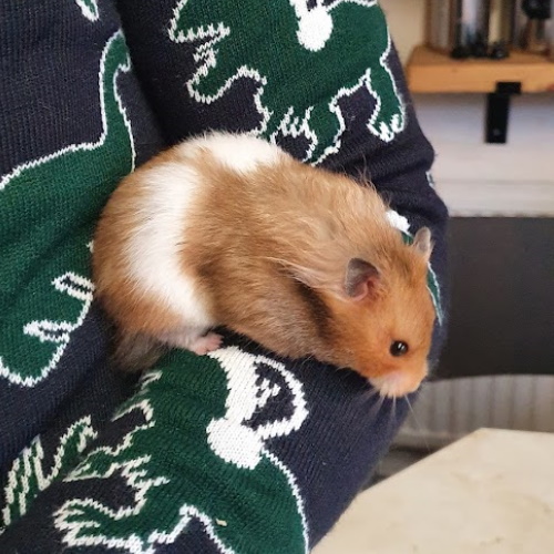 Chai, dwarf hamster