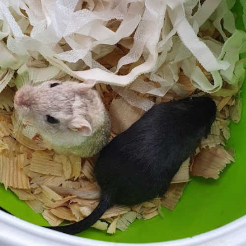 Pepsi & soda, mongolian gerbils