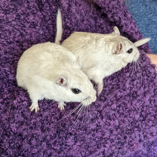rescue mongolian gerbils