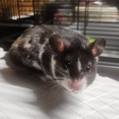 rescue syrian hamster