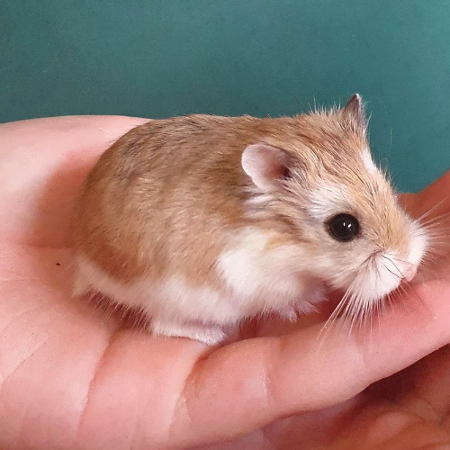 Roborovski Hamsters