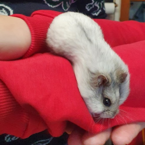 rescue dwarf hamster