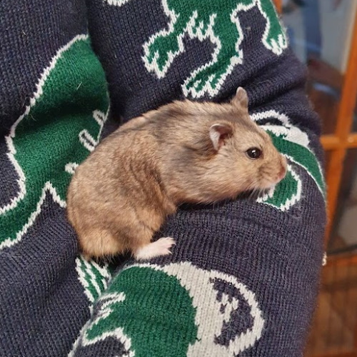 rescue dwarf hamster