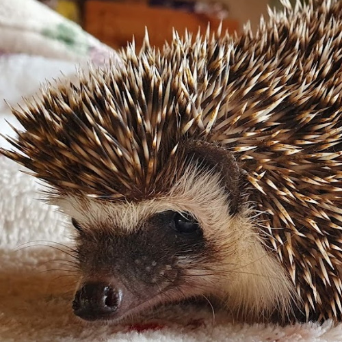 Willow, African Pygmy Hedgehog