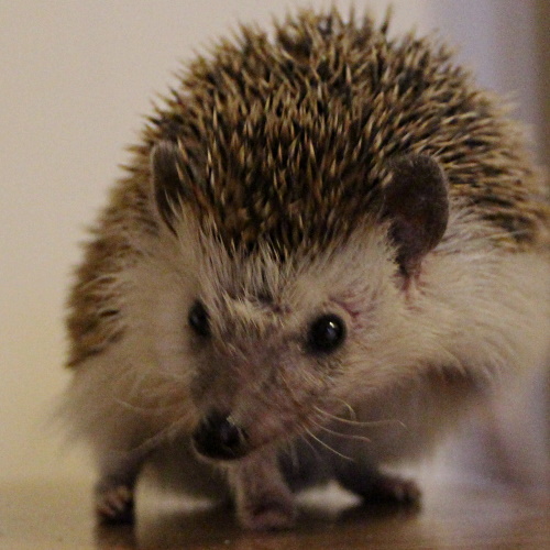 rescue african pygmy hedgehog