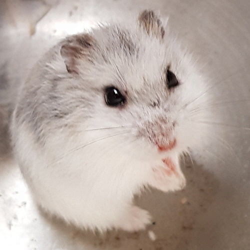 rescue dwarf hamster