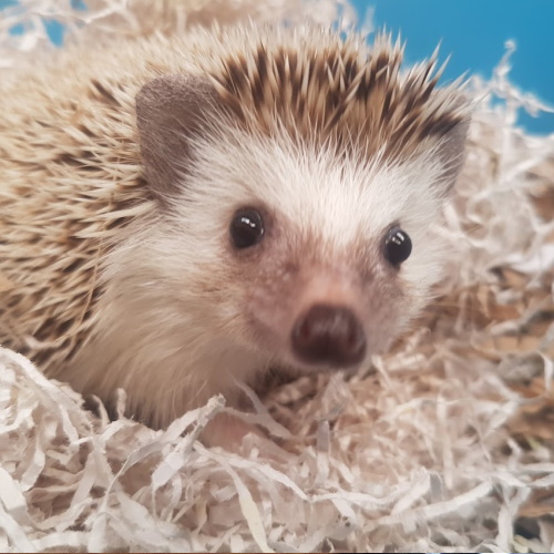 rescue african pygmy hedgehog