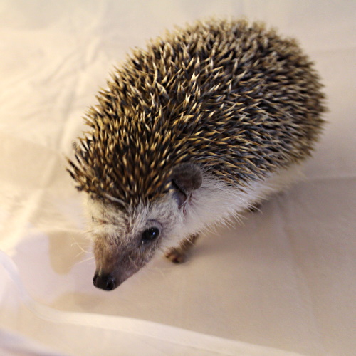 Bernard, African Pygmy Hedgehog