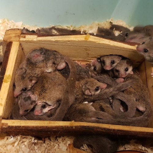 African Pygmy Dormice