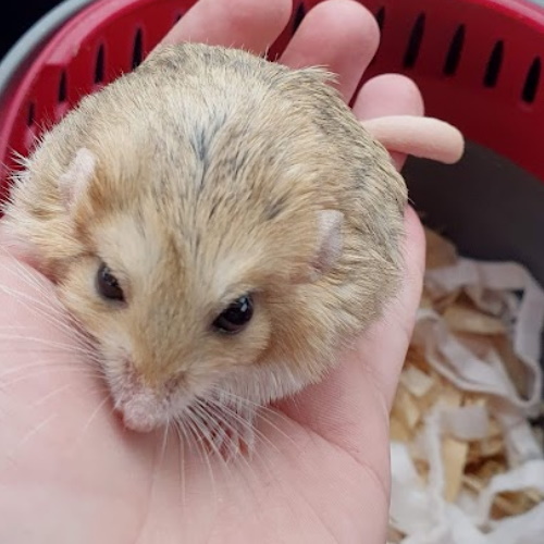Pancake, fat-tailed gerbil