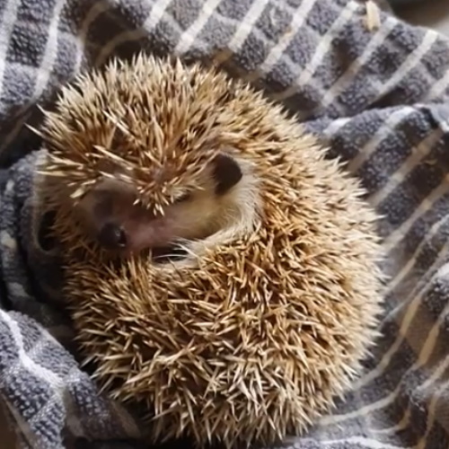 Pickles, African Pygmy Hedgehog