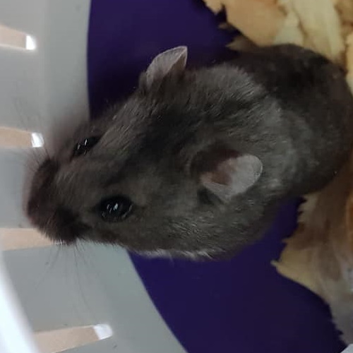 Dwarf Hamster