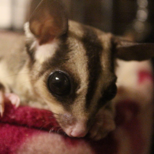 Sugar Gliders