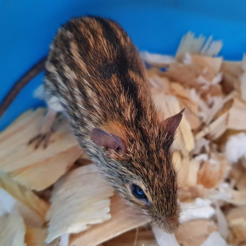 Zebra Mouse