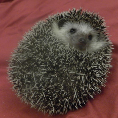 rescue african pygmy hedgehog