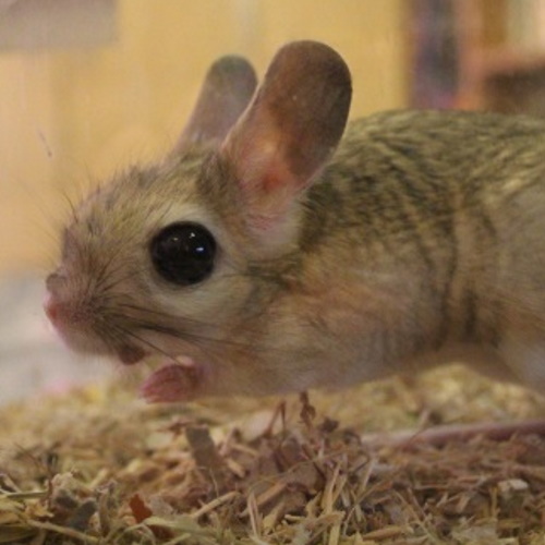 rescue jerboa