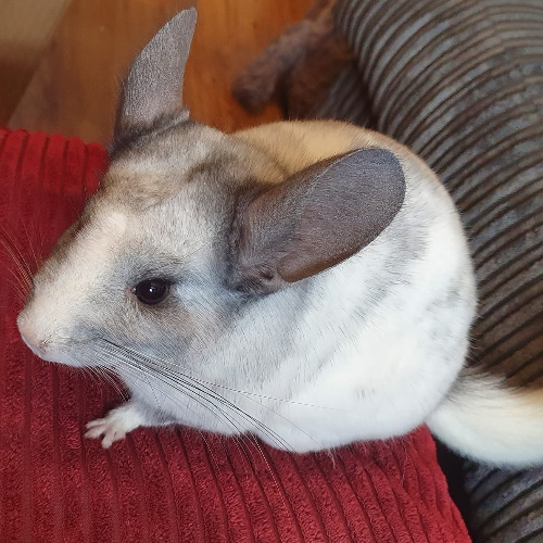 rescue chinchillas