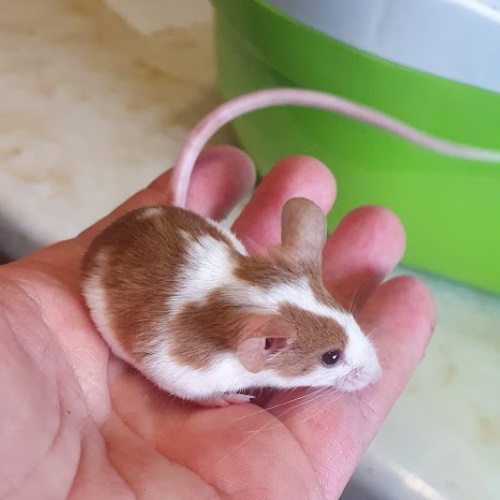 rescue fancy mice group