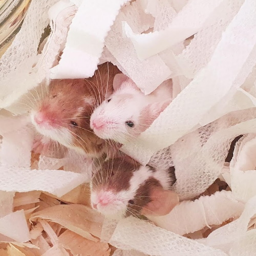 rescue fancy mice group