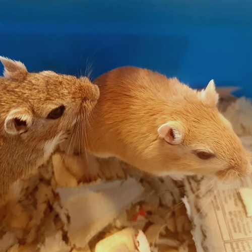 rescue mongolian gerbils